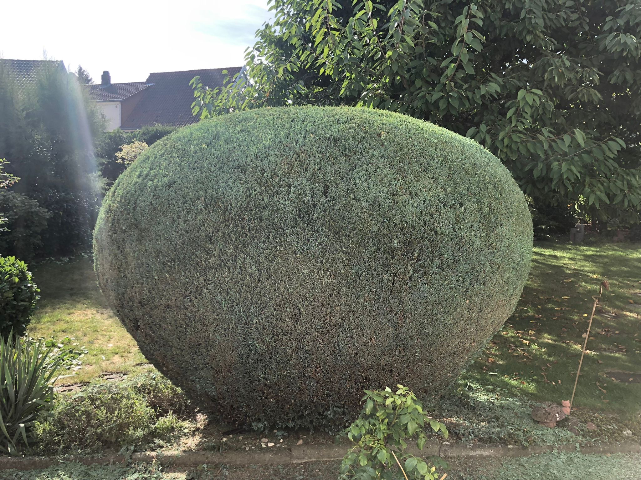 Gepflegter Formschnitt im Garten
