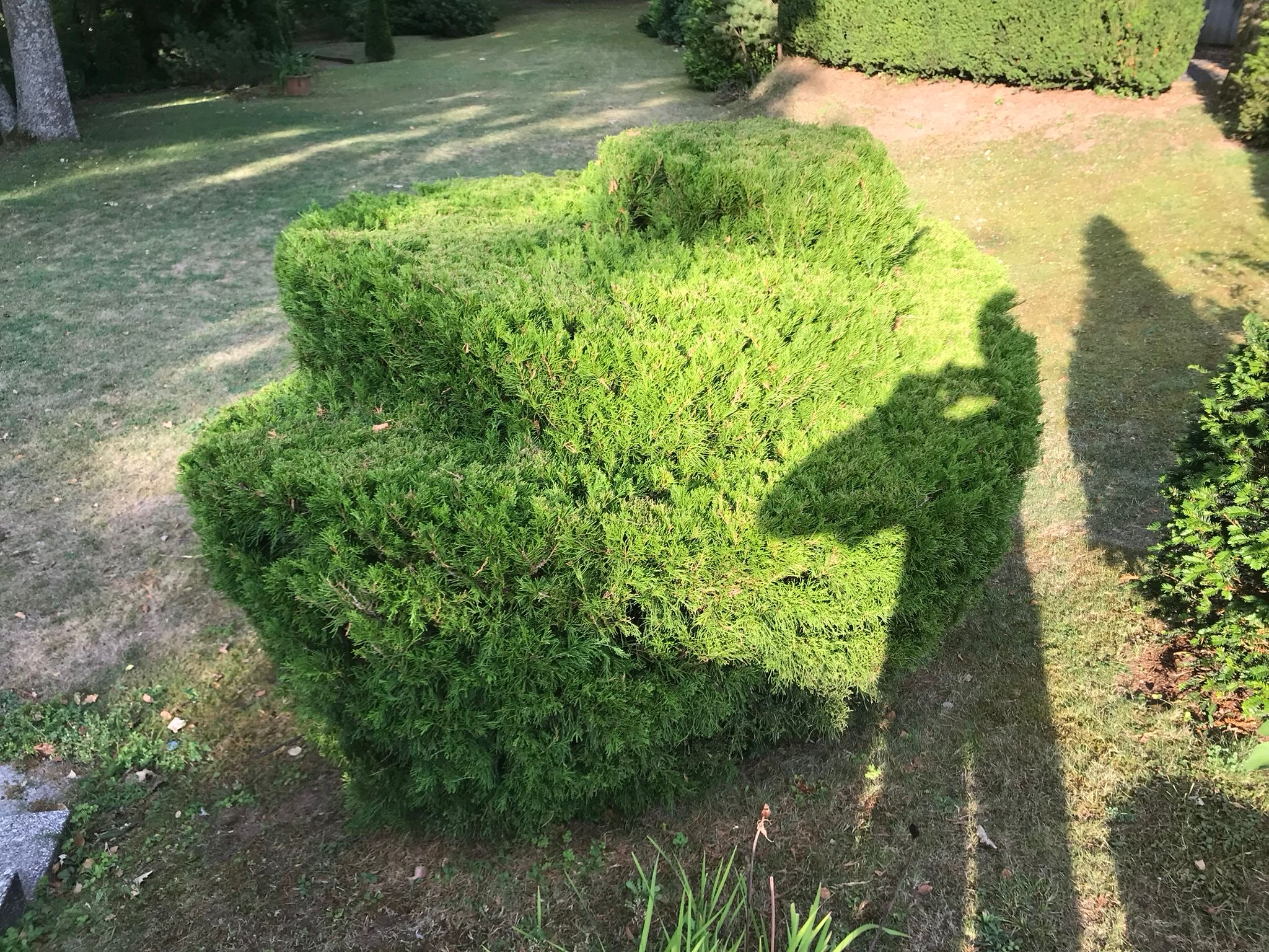 Formschnitt und gepflegte Hecke